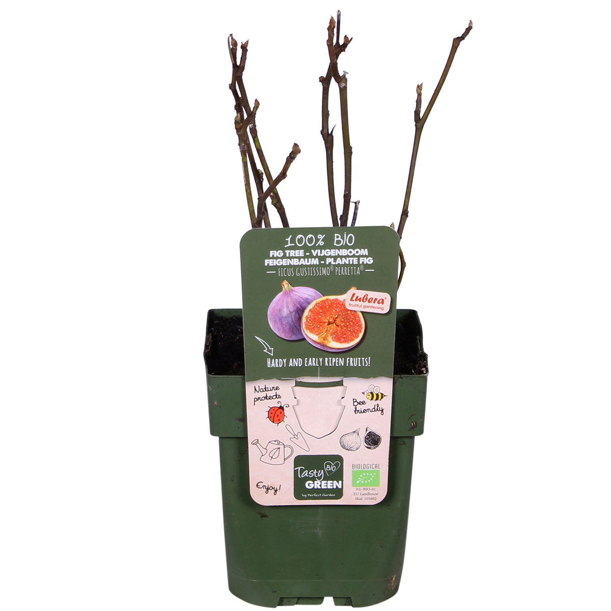 Fig tree Ficus carica 'Perretta' - green-brown - Bio - Hardy plant