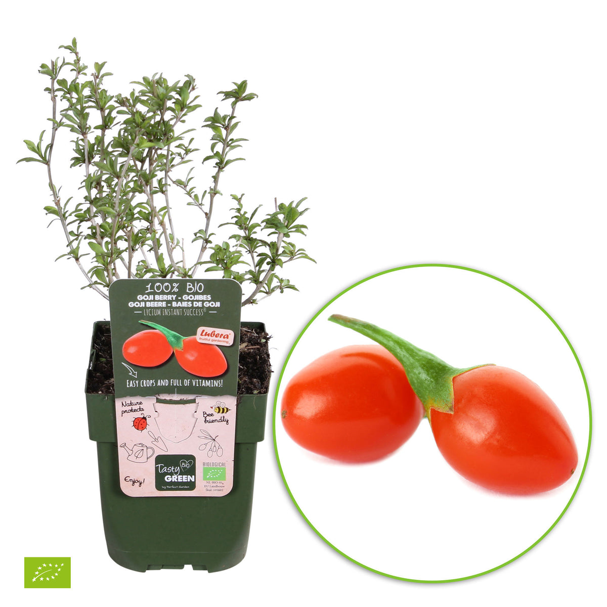 Goji berry Lycium 'Princess Tao' Red - Bio - Hardy plant