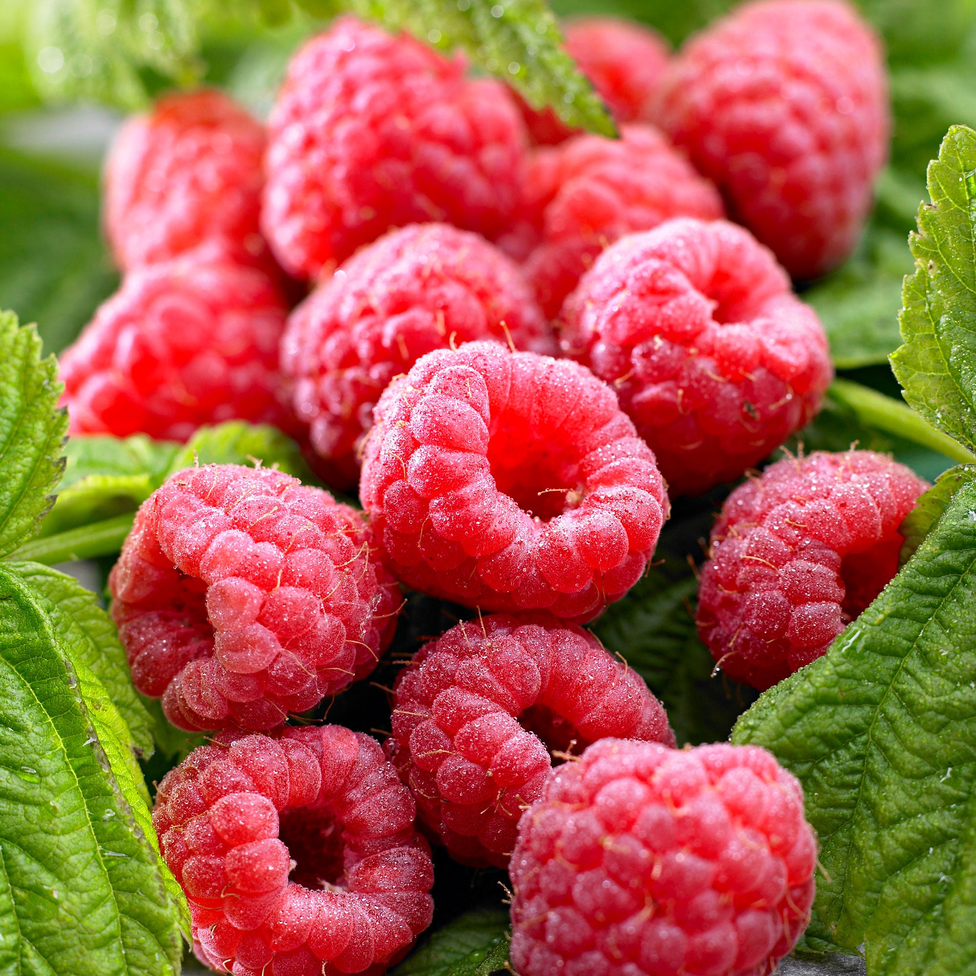 Dorma Red Raspberry Plant