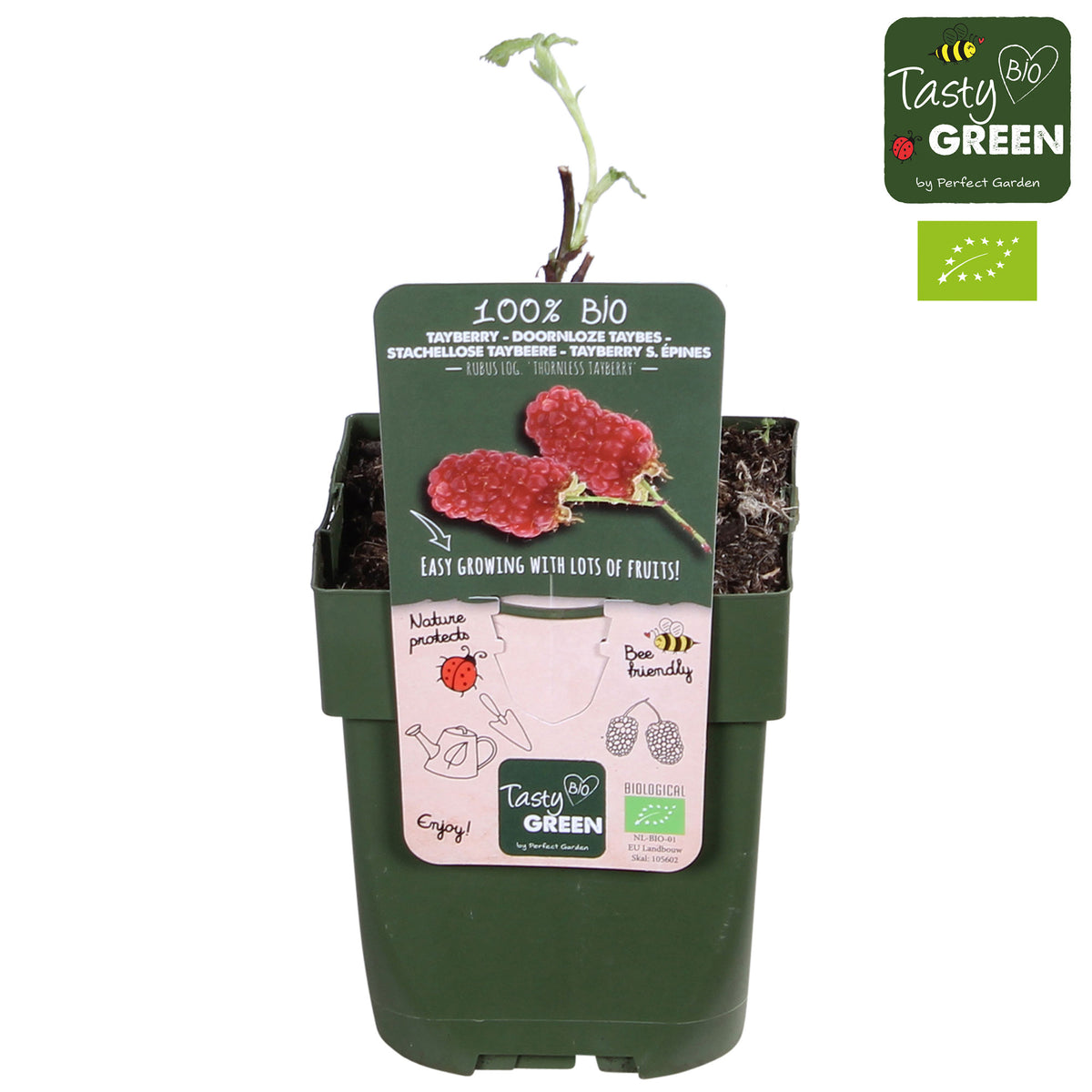 Tayberry Rubus 'Thornless Tayberry'' - Organic red - Hardy plant