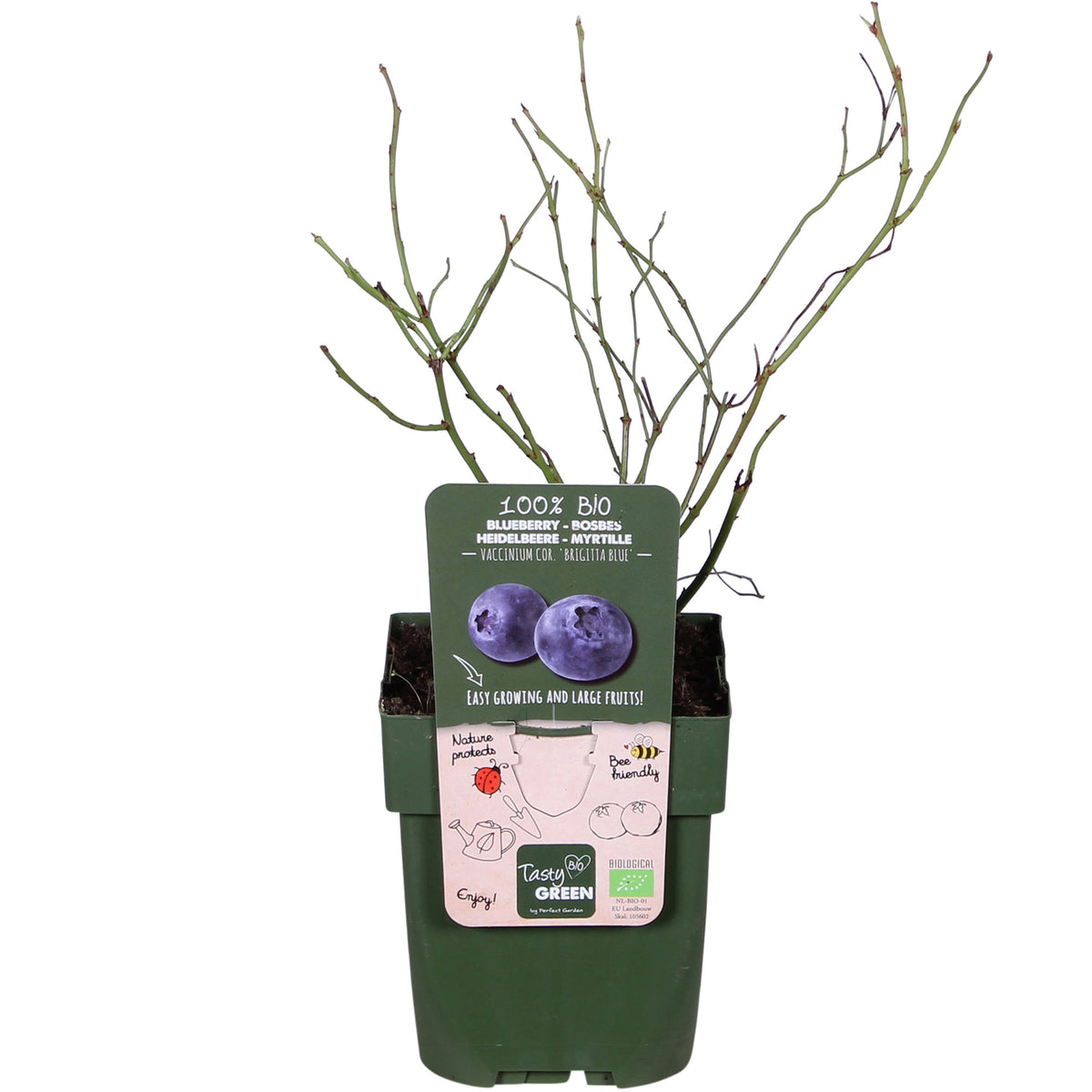 Blueberry Vaccinium 'Brigitta Blue' Blue - Bio - Hardy plant