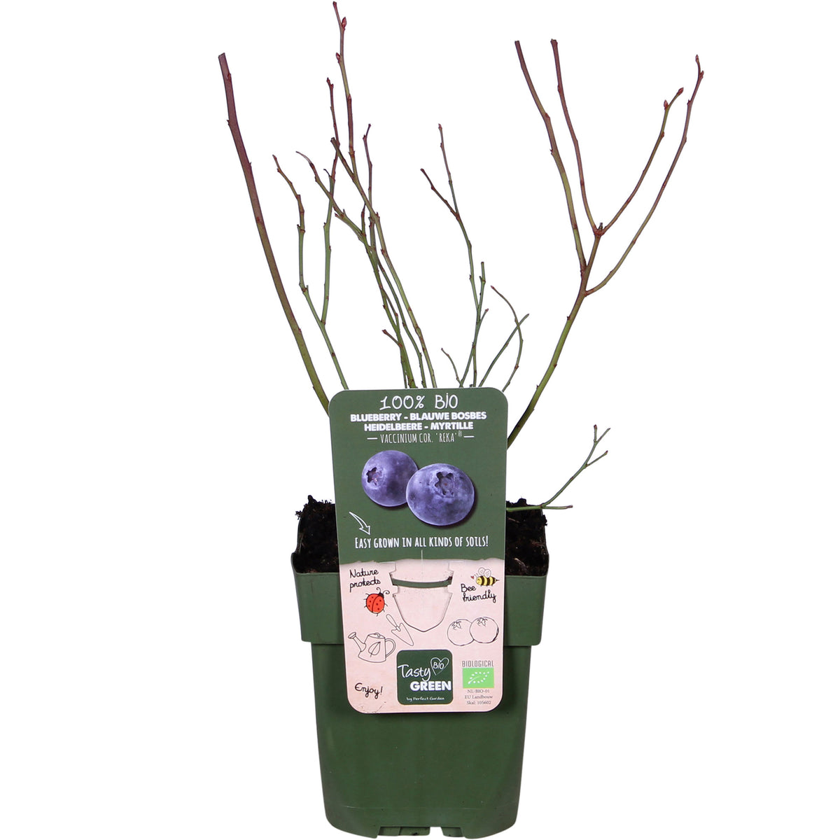 Blueberry Vaccinium 'Reka' - Organic blue-green - Hardy plant - Bio