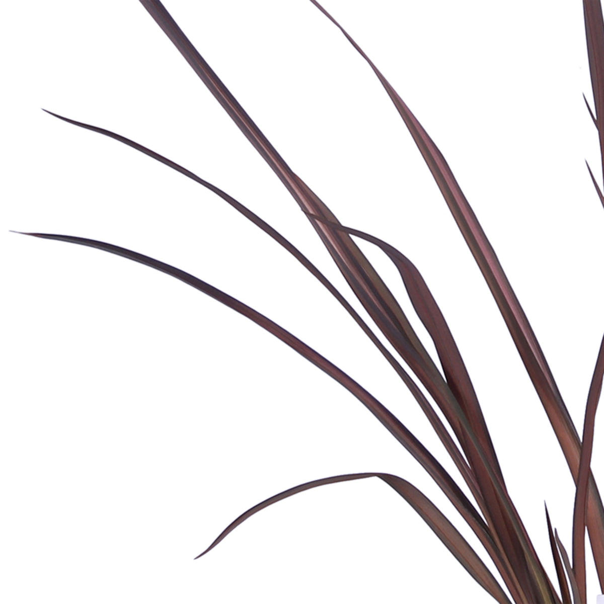 New Zealand flax 'Pink Flamingo' Pink-Green - Hardy plant