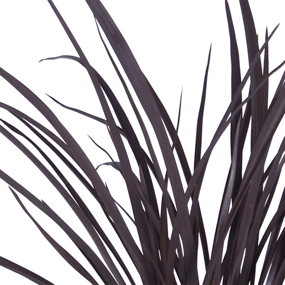 New Zealand flax 'Rubra Nana' Purple - Hardy plant