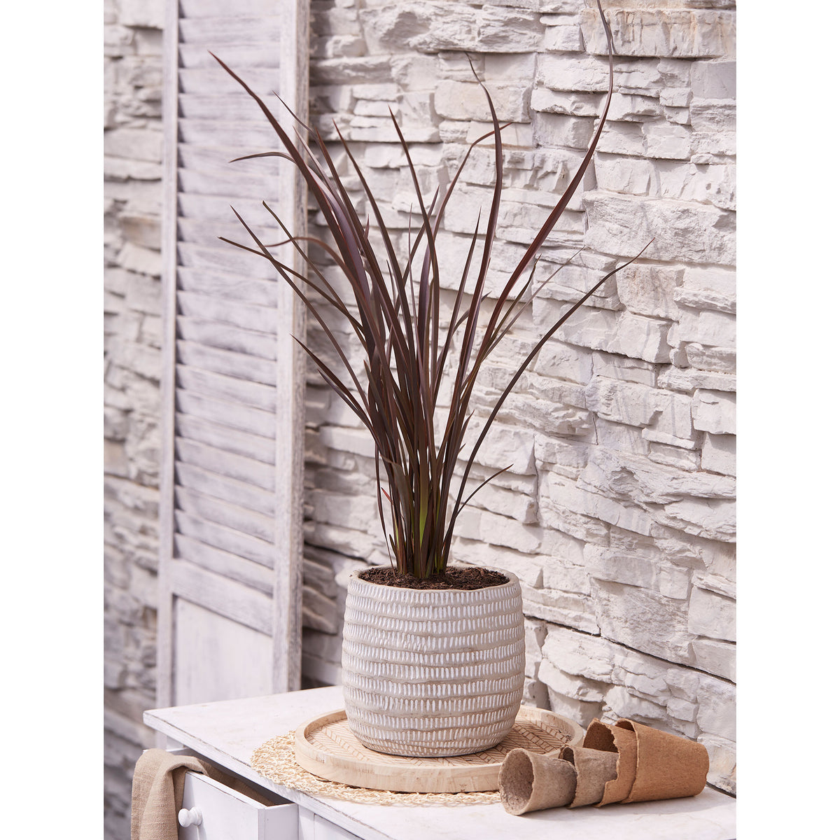 New Zealand flax 'Rubra Nana' Purple - Hardy plant