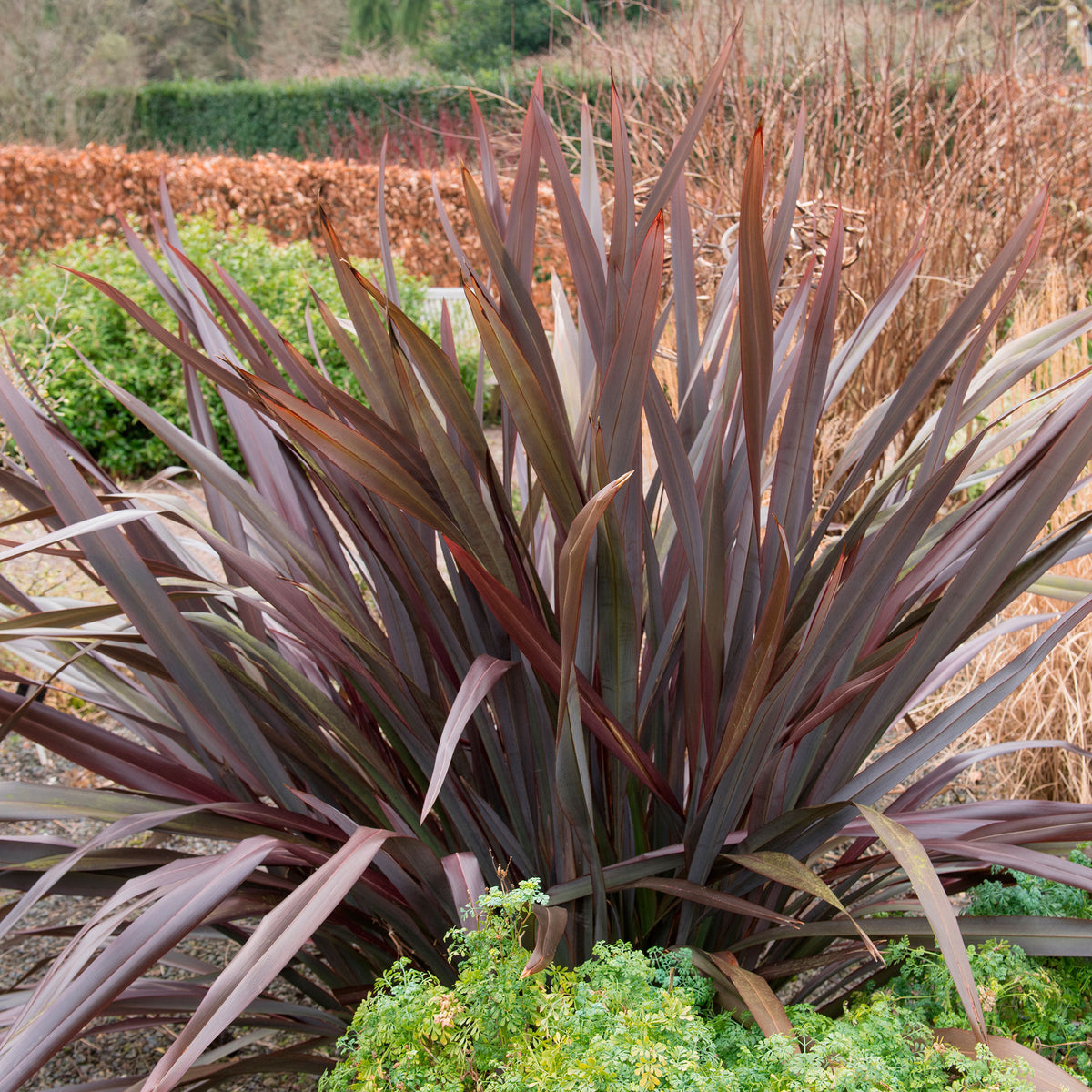 New Zealand flax 'Rubra Nana' Purple - Hardy plant