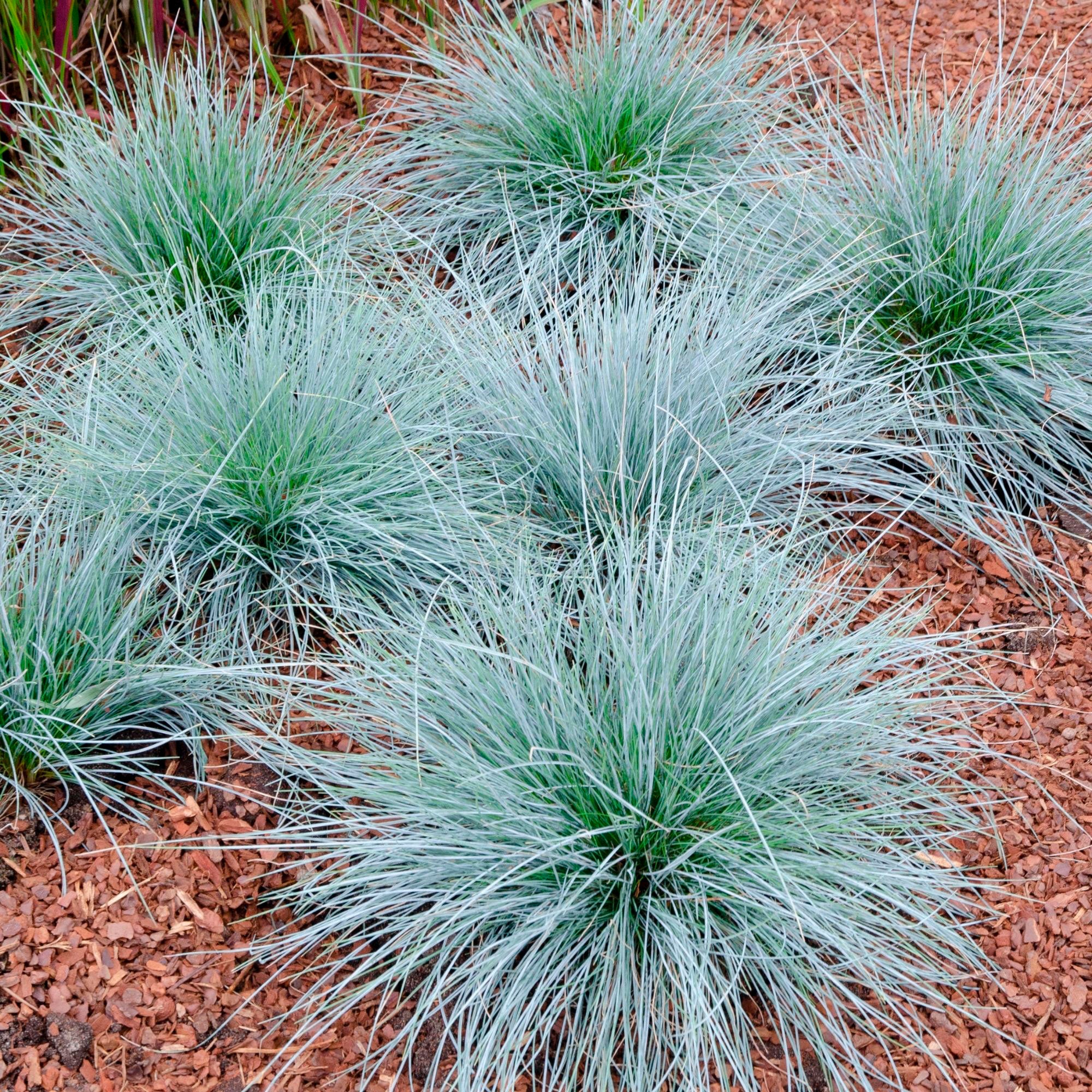 Blue Decorative Grasses Festuca Intense Blue Grass (3 Plants)