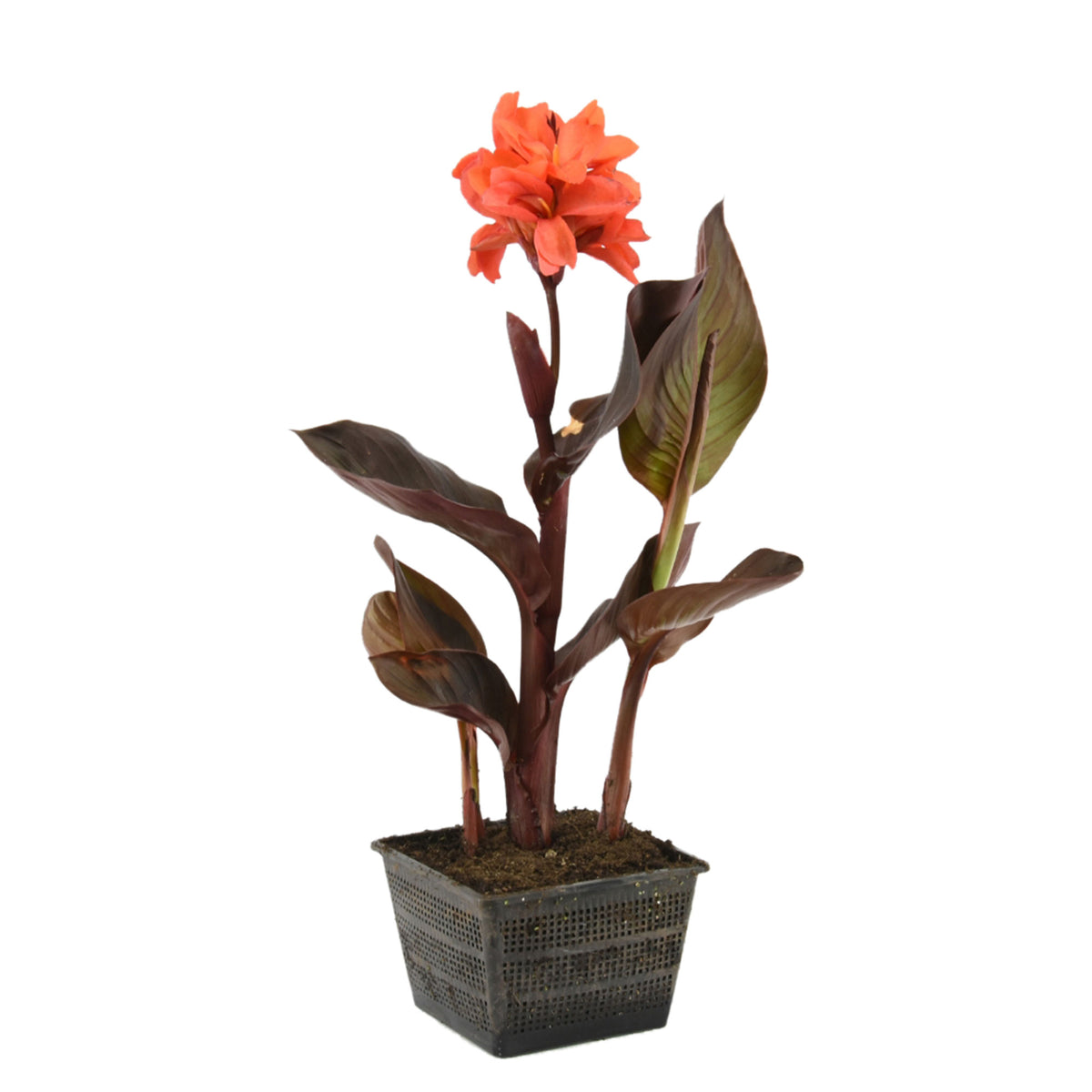 Canna Canna red - Marsh plant, waterside plant