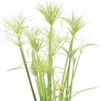 Papyrus plant Cyperus Percamenthus