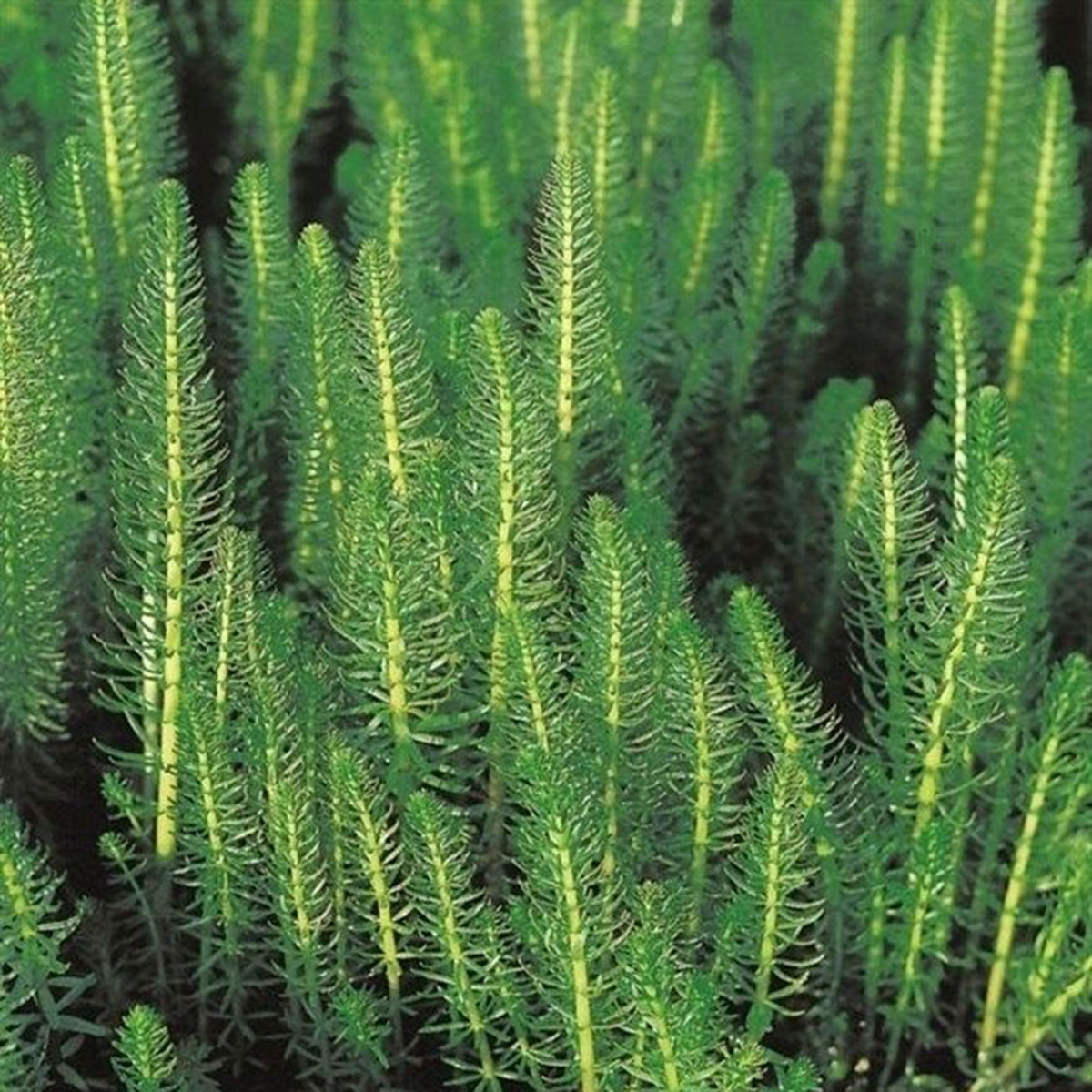 Mare's tail Hippuris vulgaris - Waterside plant