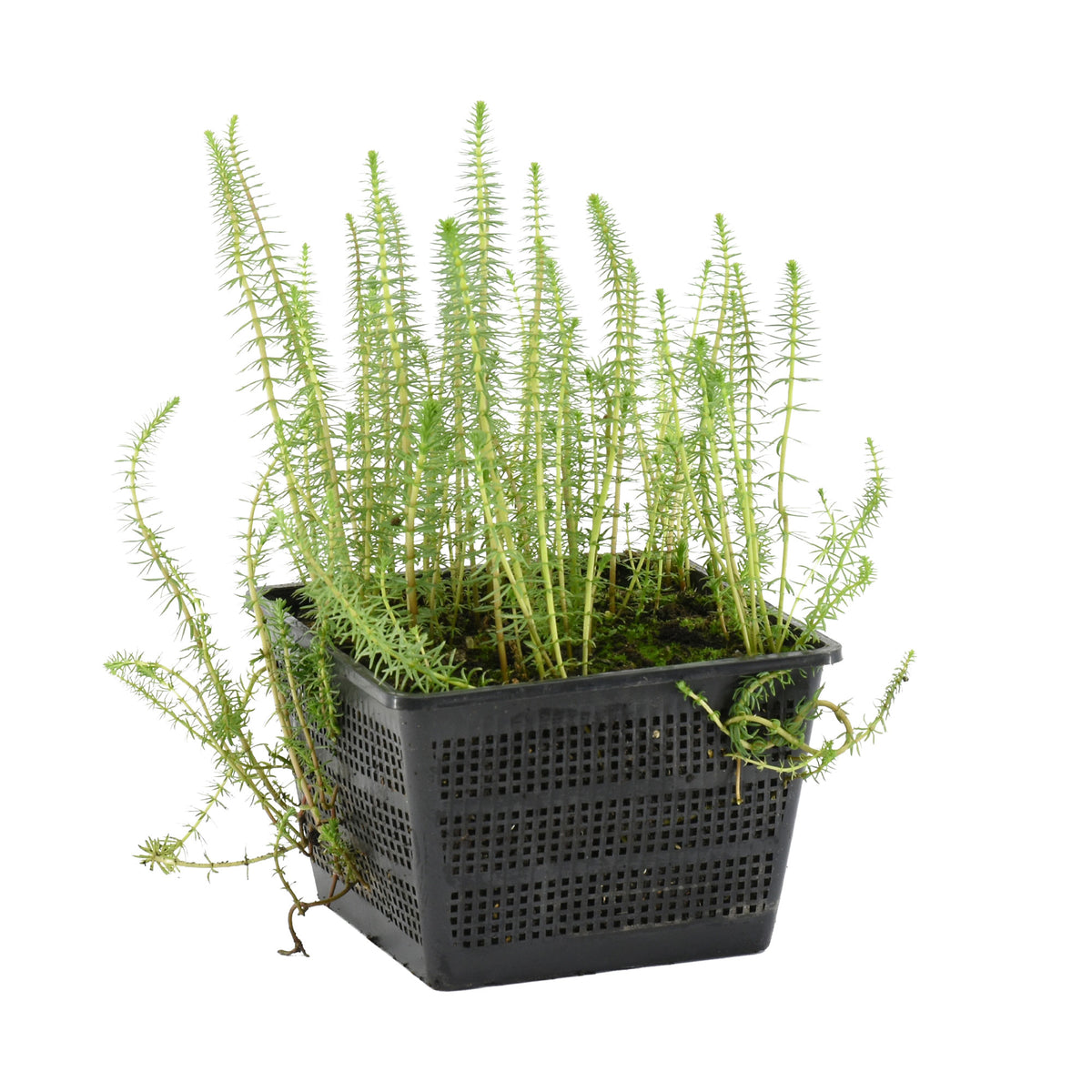 Mare's tail Hippuris vulgaris - Waterside plant
