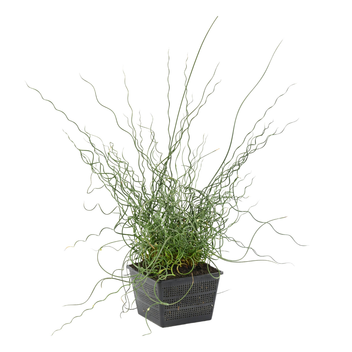 Corkscrew rush Juncus 'Spiralis' - Waterside plant