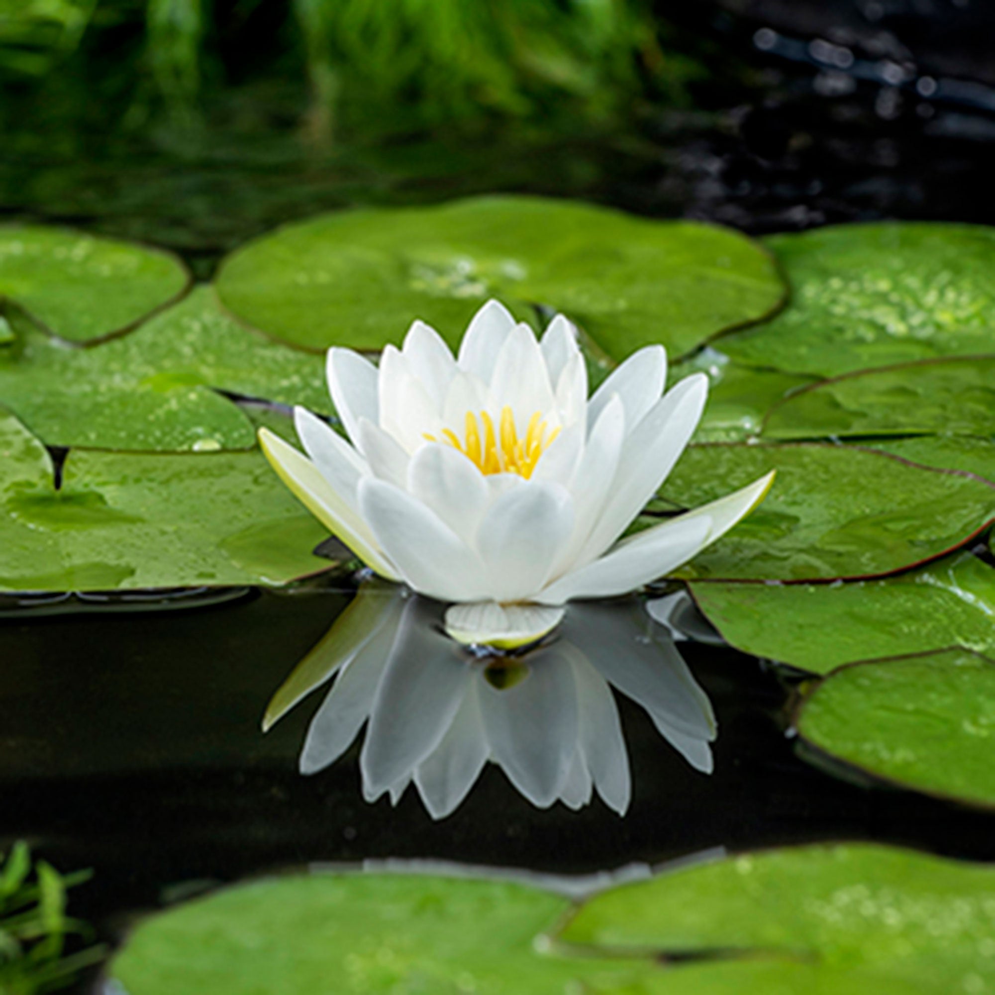 white water lily pictures Buy pond plants now Water lily 'Alba' white