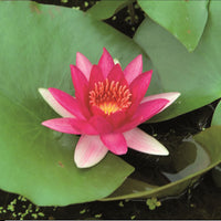 Water lily 'Escarboucle' red