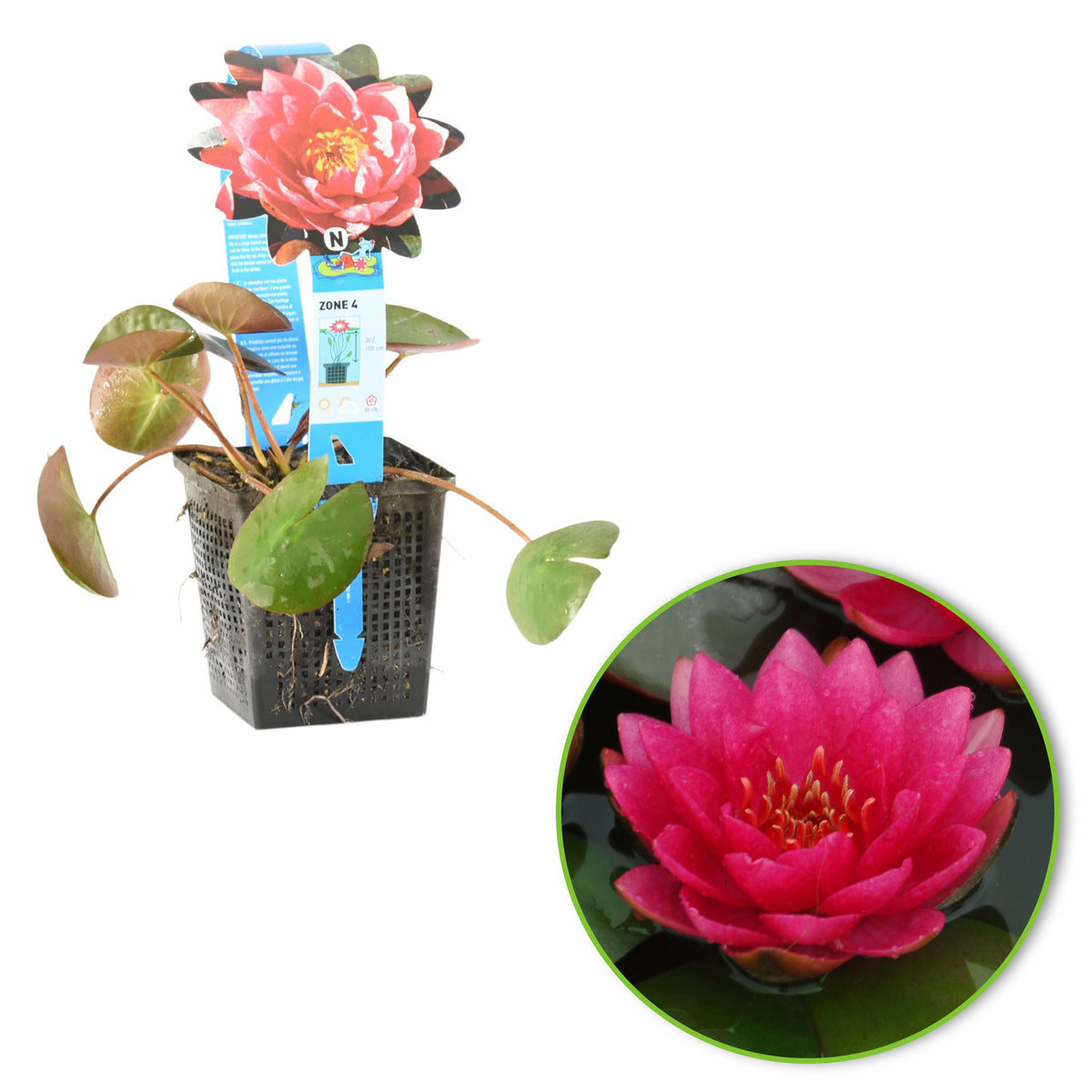 Water lily 'James Brydon' pink