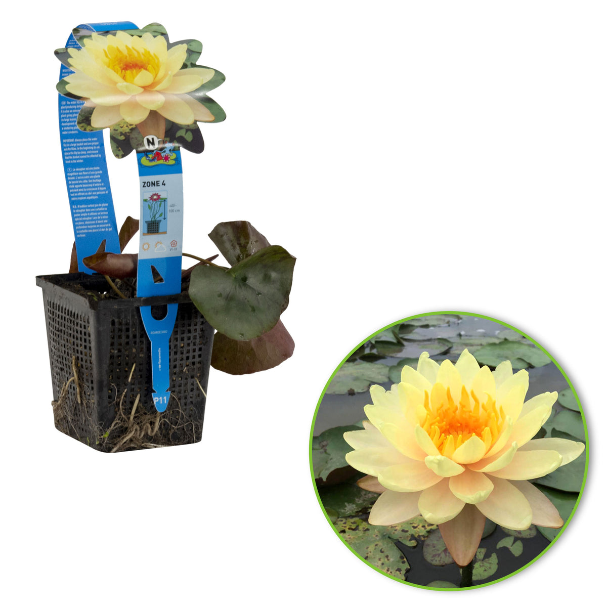 Water lily 'Mangkala Ubol' orange-pink