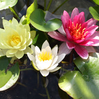 3x Water lily red-yellow-white