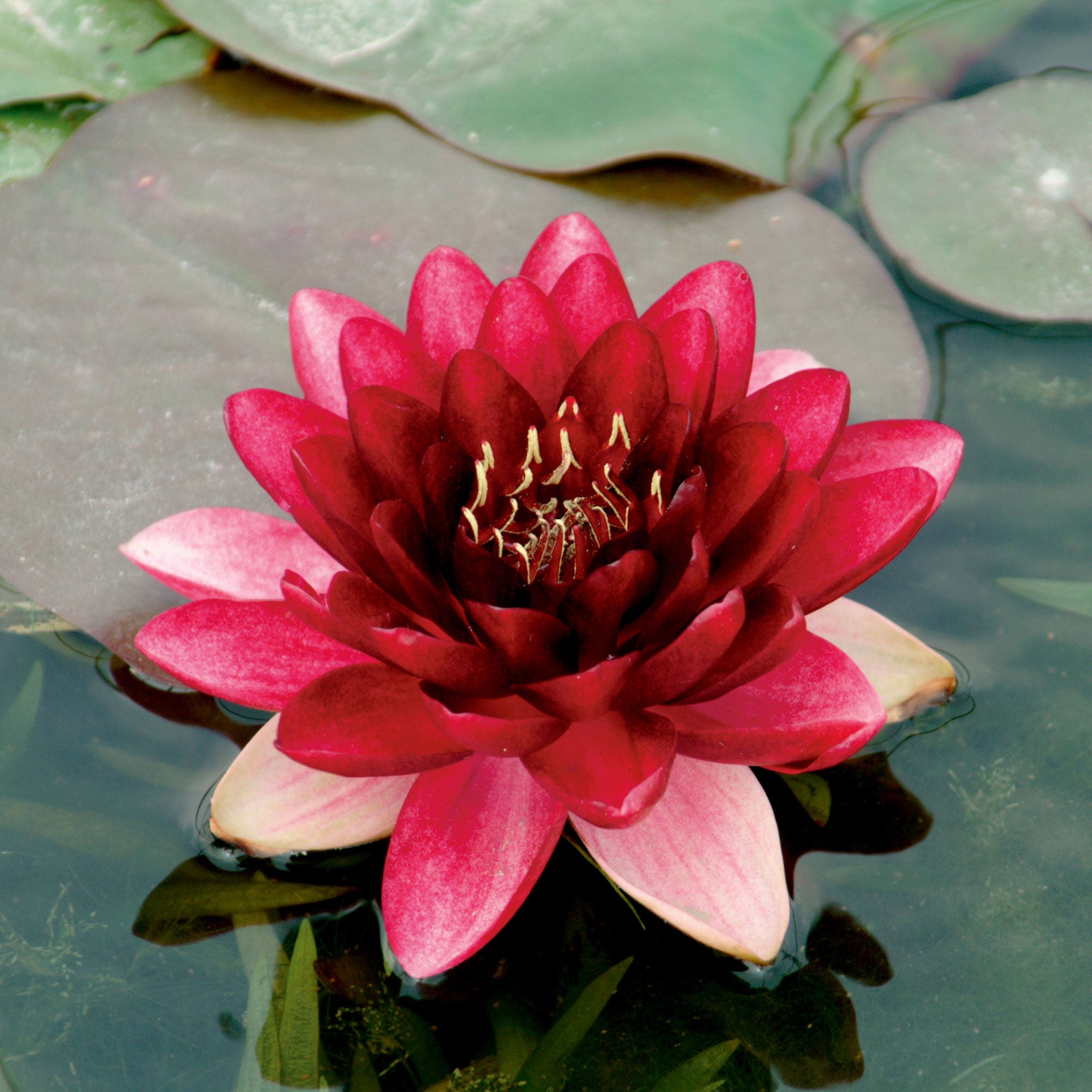 red water lily flower Water lily 'Perry's Almost Black' red