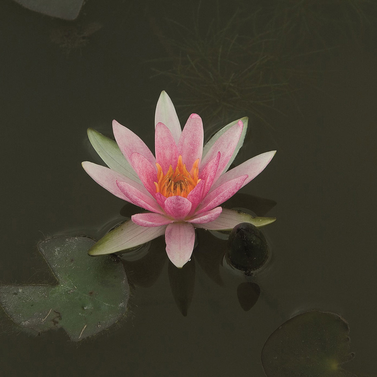 Water-lily 'Pygmaea Rubra' pink-orange