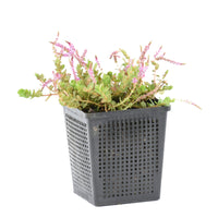 Rotala Indica pink - Oxygenating plant