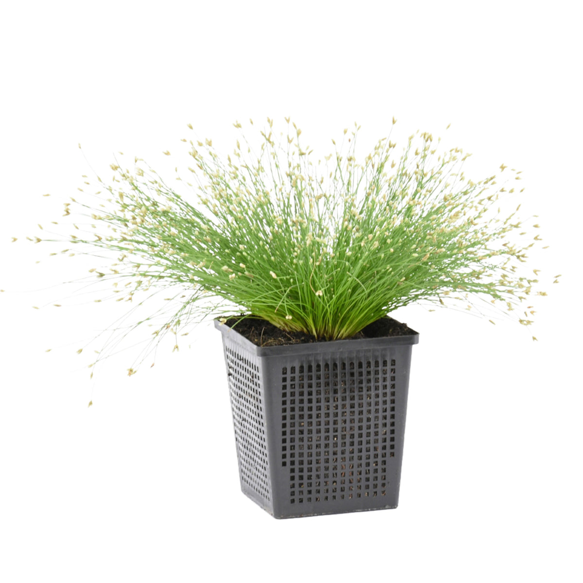 Needle spikerush Isolepis cernua white - Marsh plant, Oxygenating plant