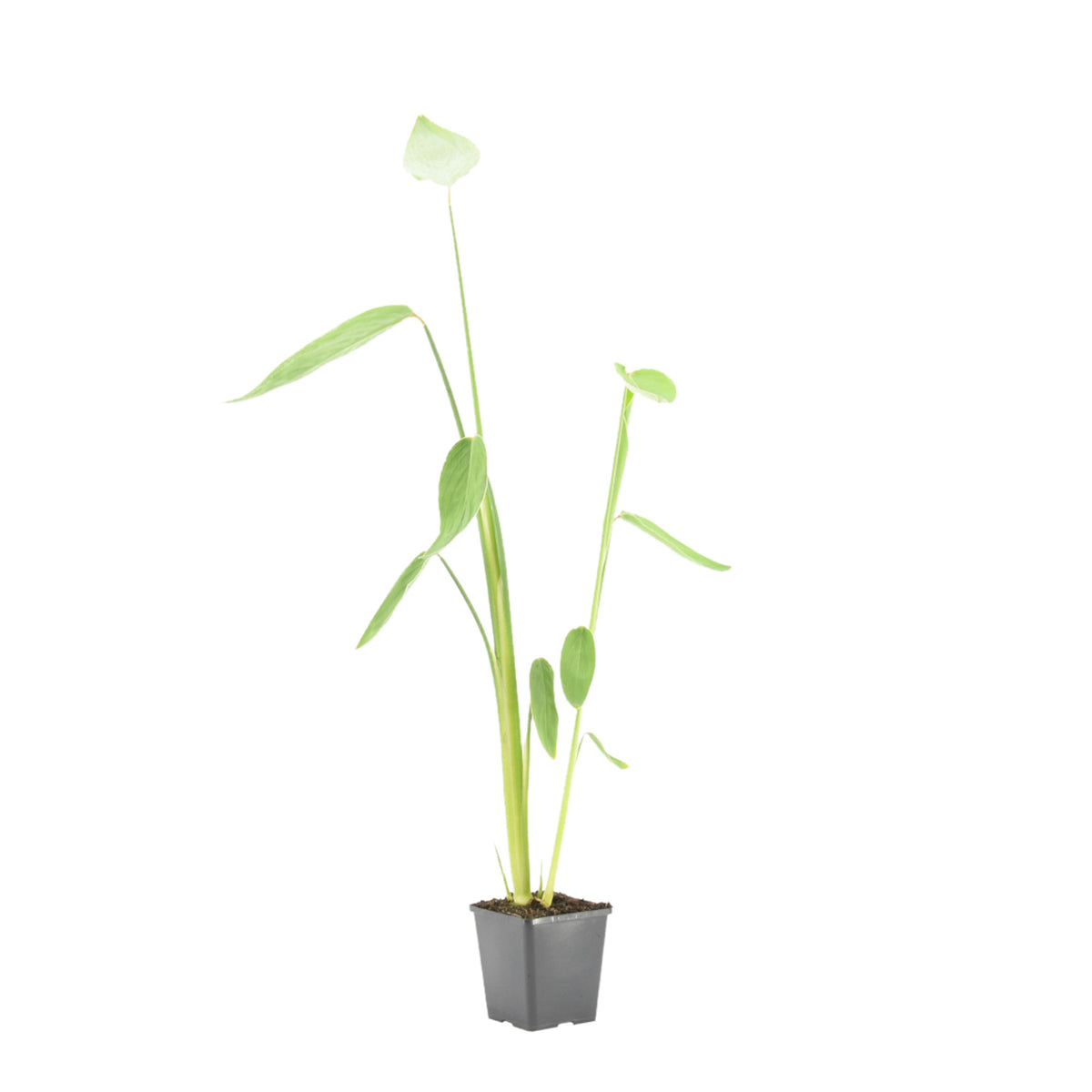 Thalia 'Dealbata'