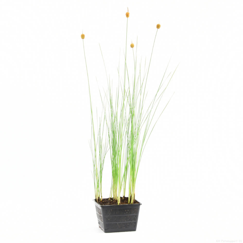 Dwarf bulrush Typha minima brown - Marsh plant