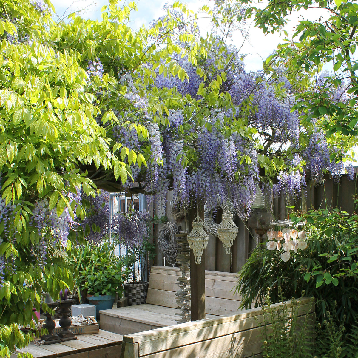 Wisteria 'Caroline' Purple - Hardy plant