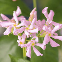 Star jasmine Trachelospermum 'Star of Ibiza' pink - Hardy plant