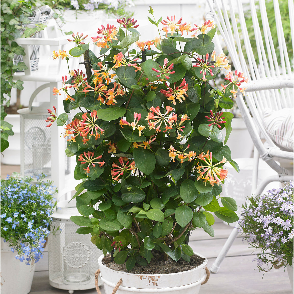 Honeysuckle 'Celestial' orange - Hardy plant