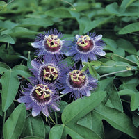 Passion flower Passiflora 'Purple Haze' purple - Hardy plant
