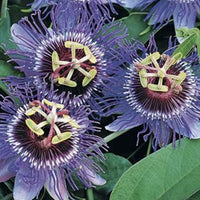 Passion flower Passiflora 'Purple Haze' purple - Hardy plant