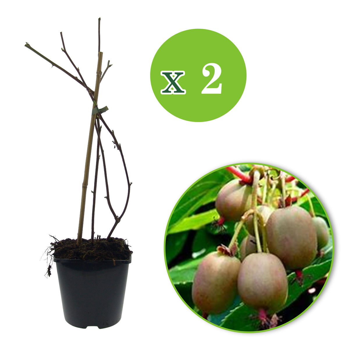 Kiwi Actinidia deliciosa 'Jenny' - Organic green - Hardy plant