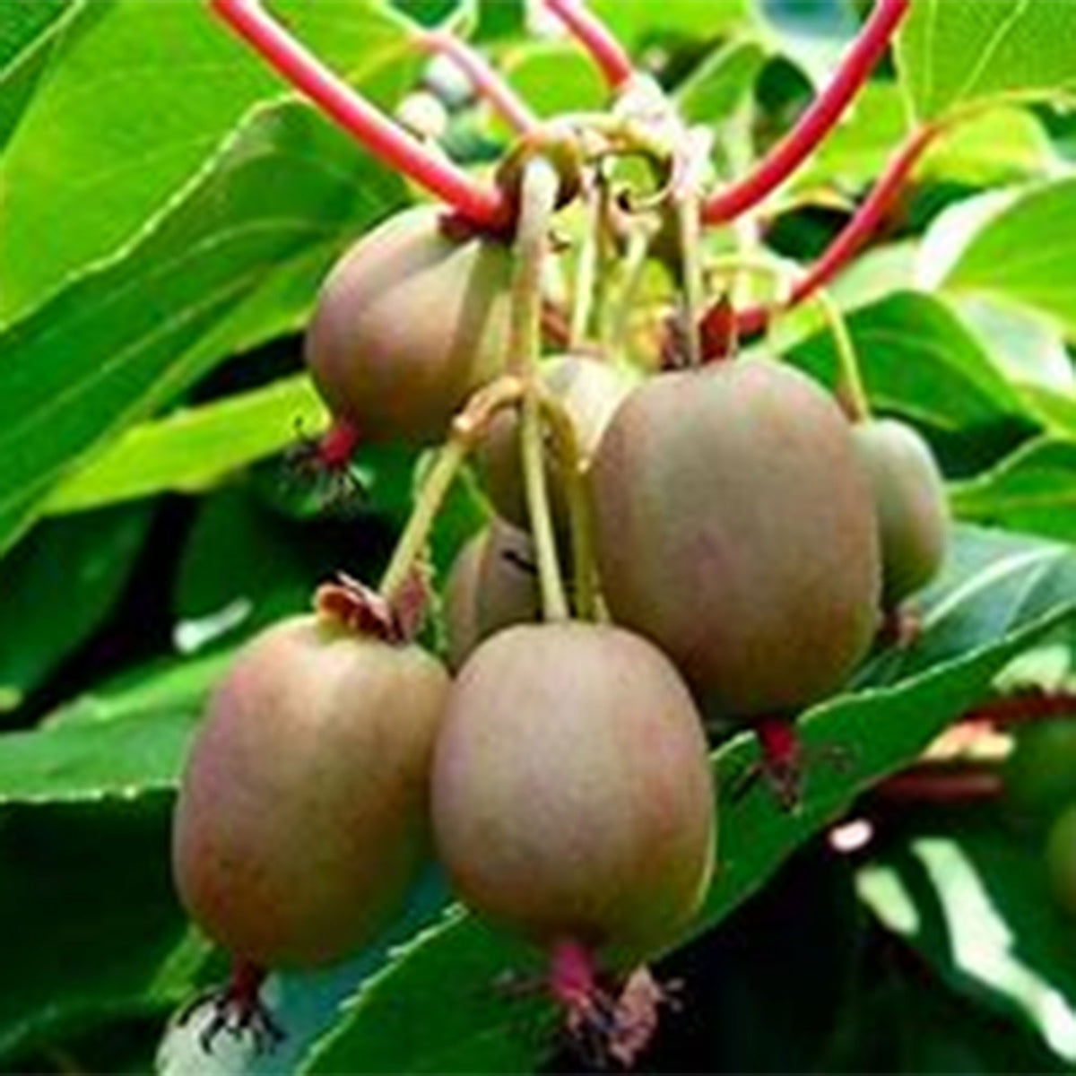Kiwi Actinidia deliciosa 'Jenny' - Organic green - Hardy plant