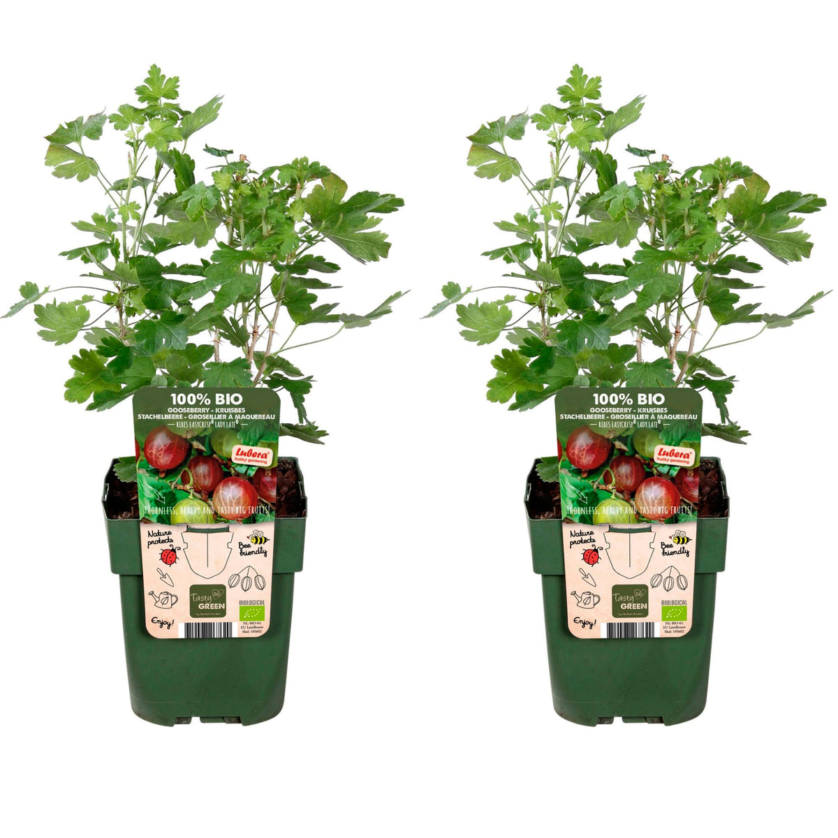 Gooseberry Ribes 'Lady Late' White - Bio - Hardy plant
