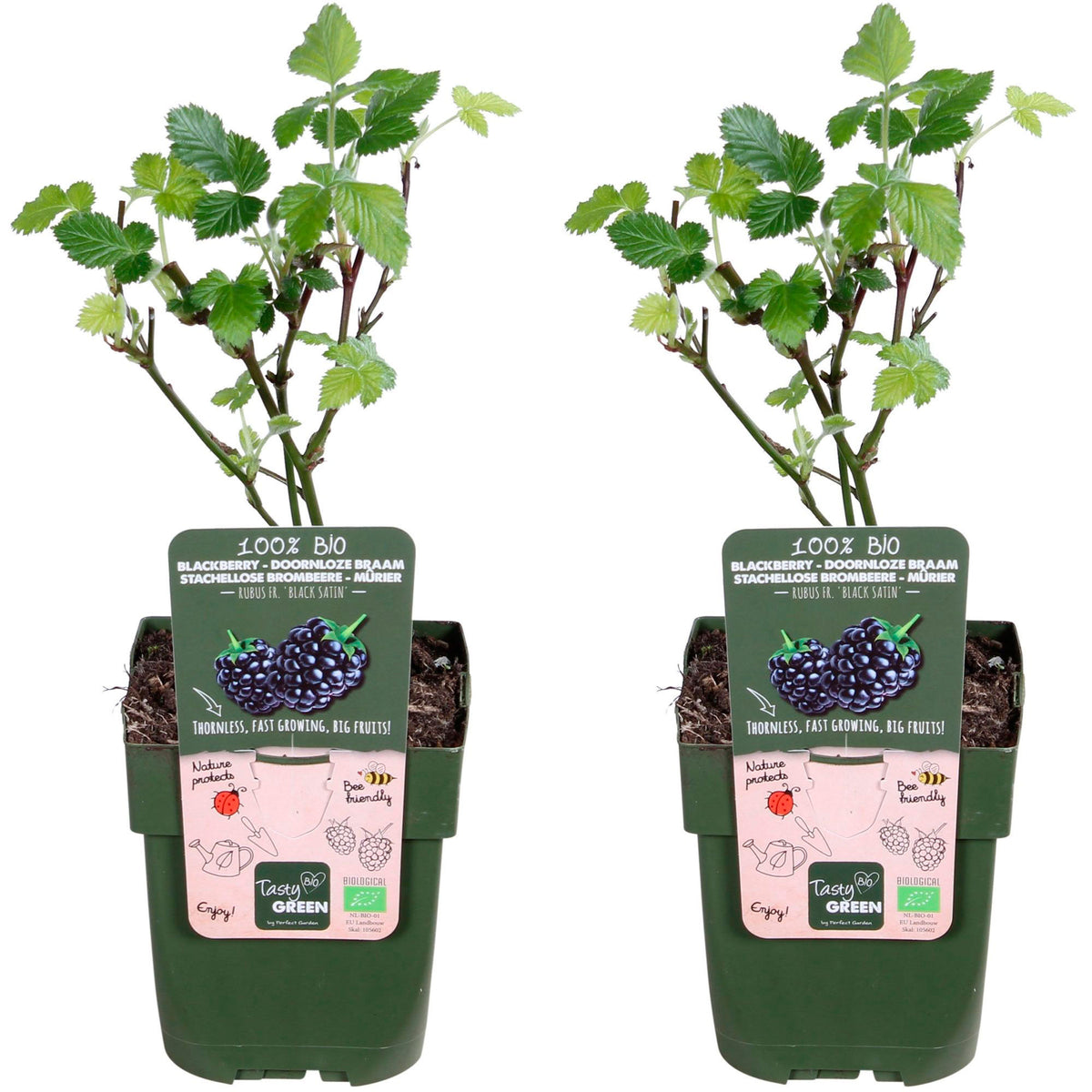 Thornless blackberry Rubus 'Black Satin' Black - Bio - Hardy plant