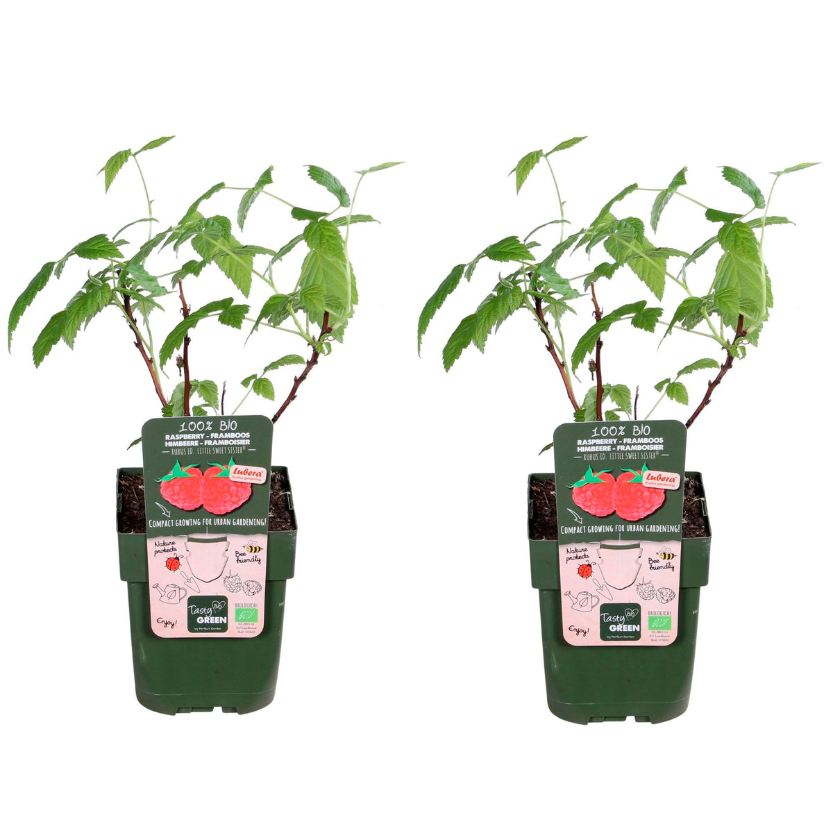 Dwarf raspberry Rubus 'Sweet Sister' Red - Bio - Hardy plant