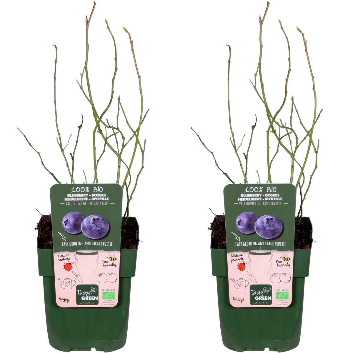 Blueberry Vaccinium 'Brigitta Blue' Blue - Bio - Hardy plant