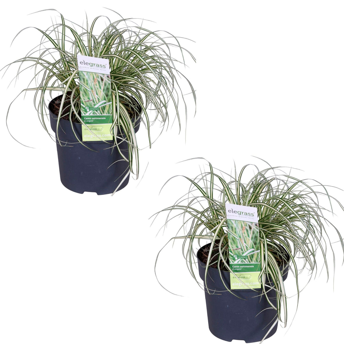 Sedge 'Evergold' yellow-green - Hardy plant