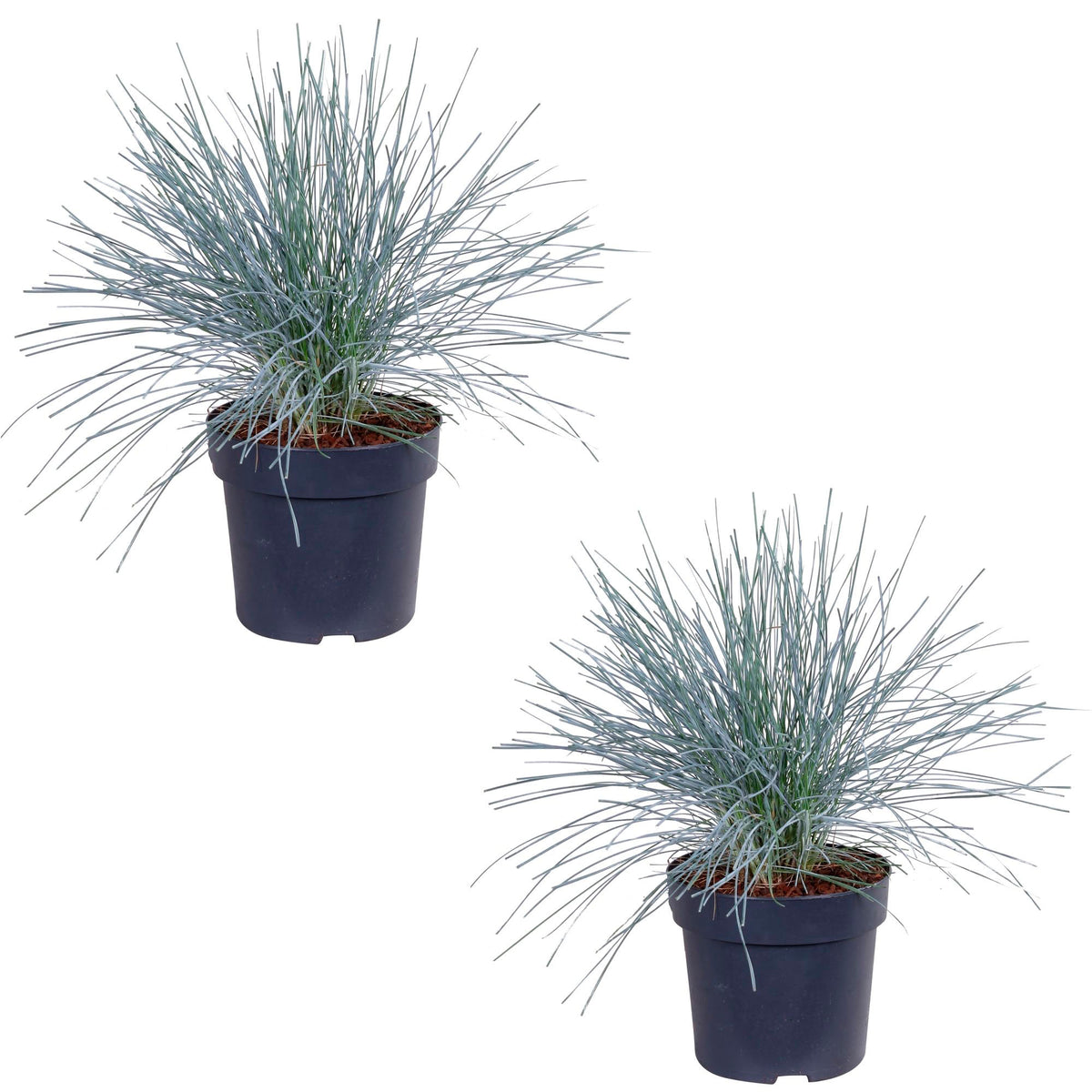 Blue fescue Festuca 'Azura Blue' - Hardy plant