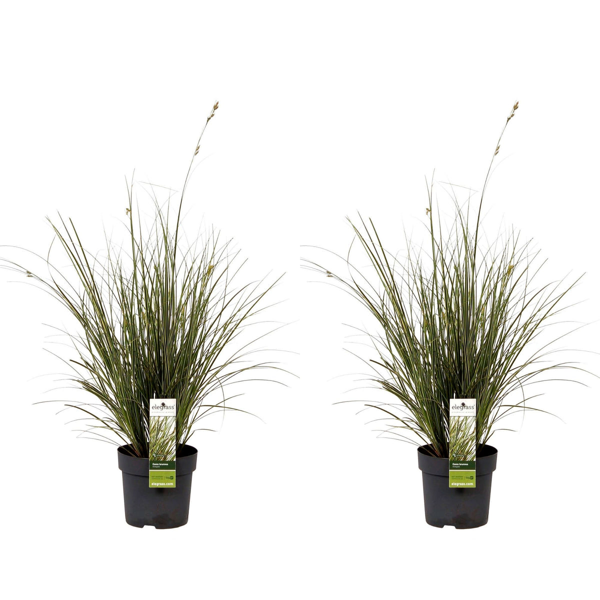 Sedge Carex 'Variegata' - Hardy plant