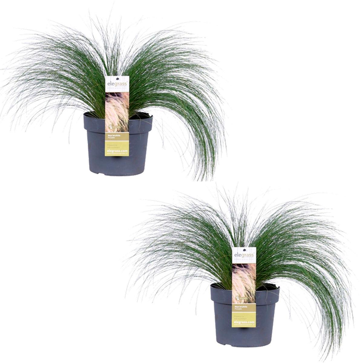 Feather grass Stipa 'Ponytails' brown - Hardy plant