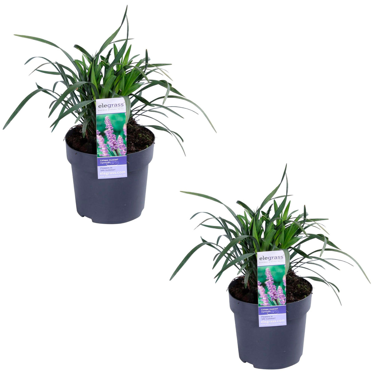 Lilyturf Liriope 'Ingwersen' purple - Hardy plant