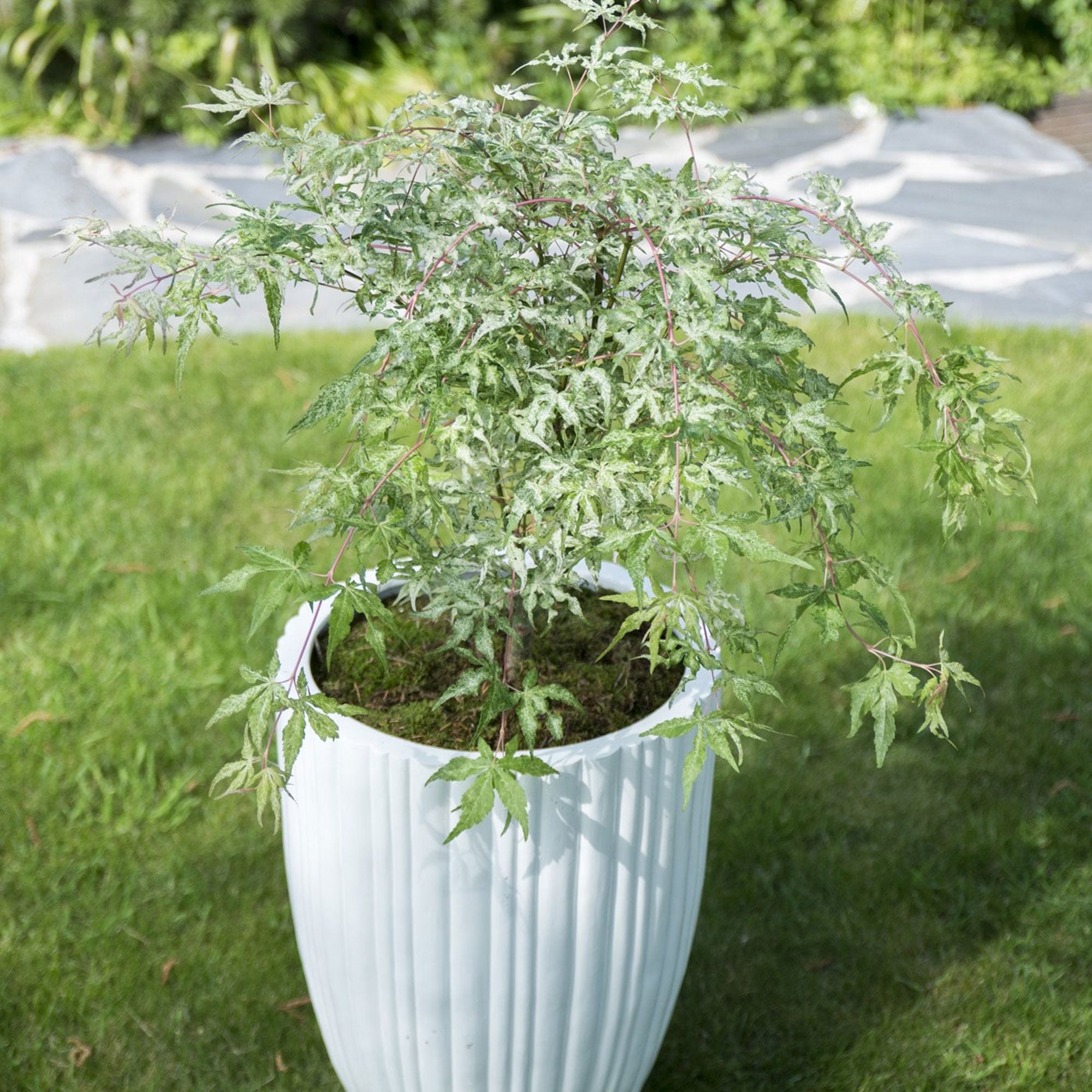 Buy ornamental shrubs now Japanese maple Acer 'Ukigumo' cream