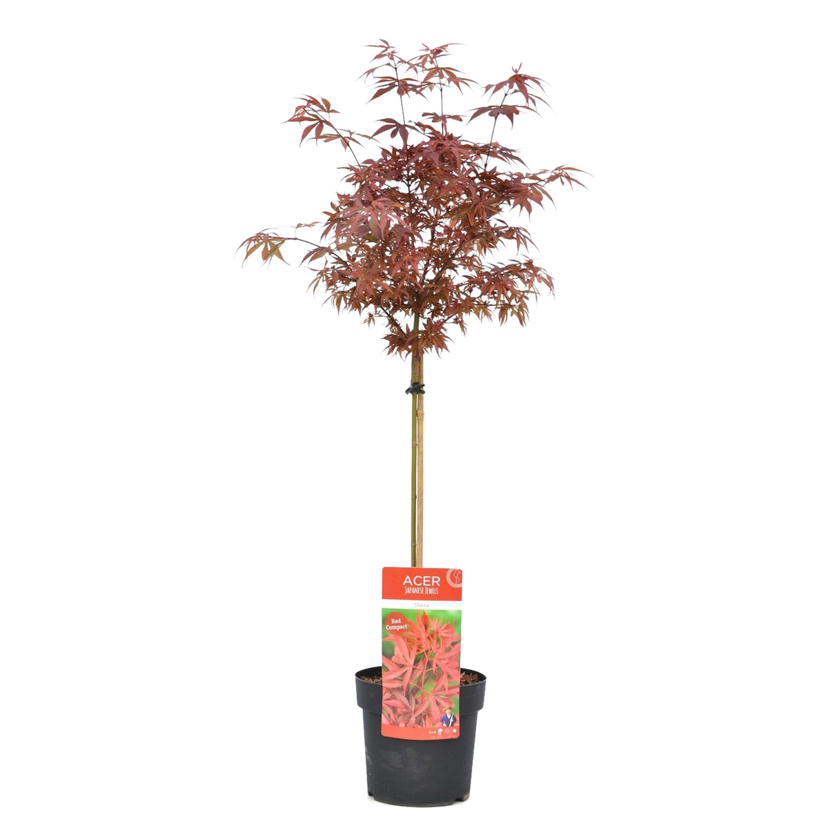 Japanese maple Acer palmatum 'Shaina' red - Hardy plant