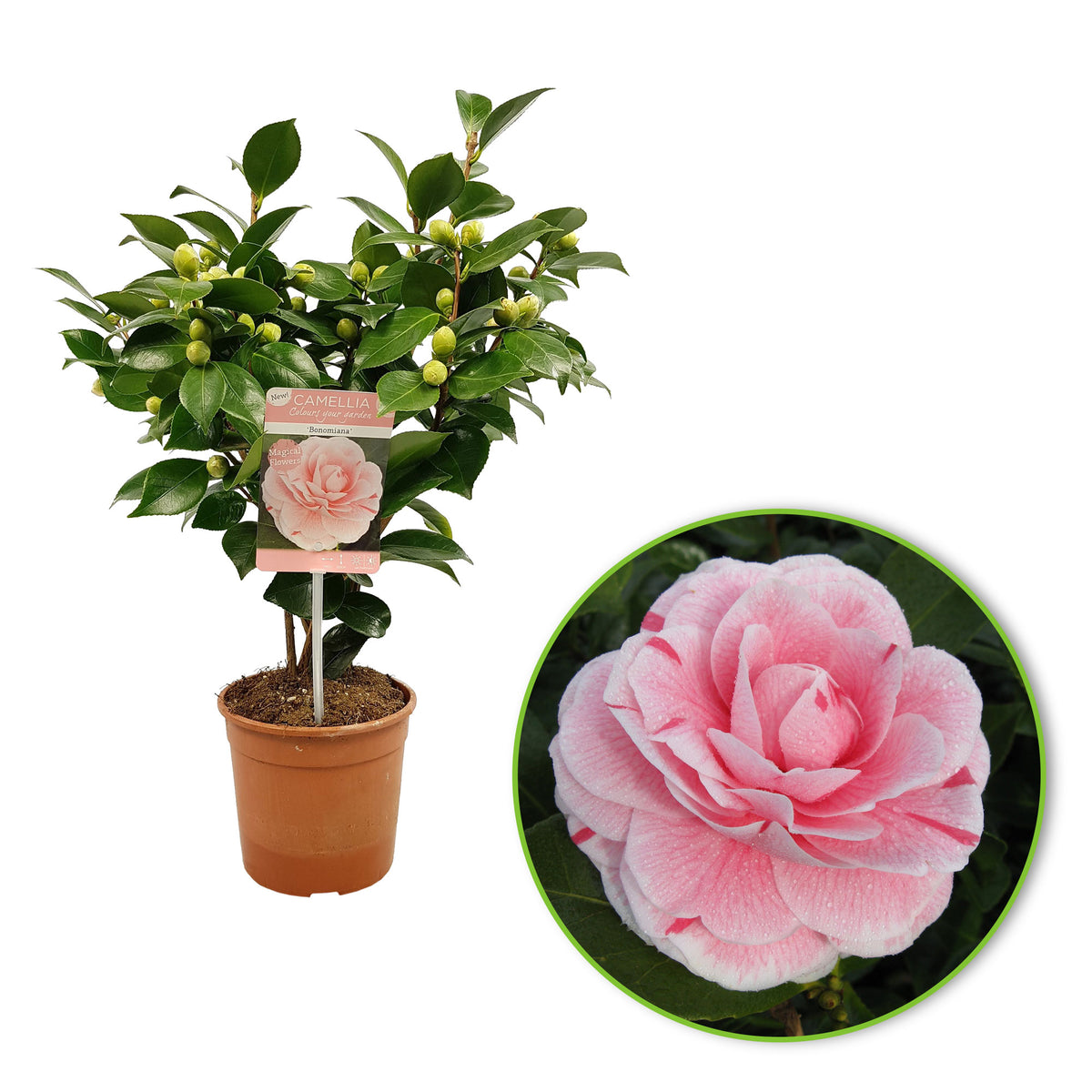 Camelia Camellia japonica 'Bonomiana' pink - Hardy plant