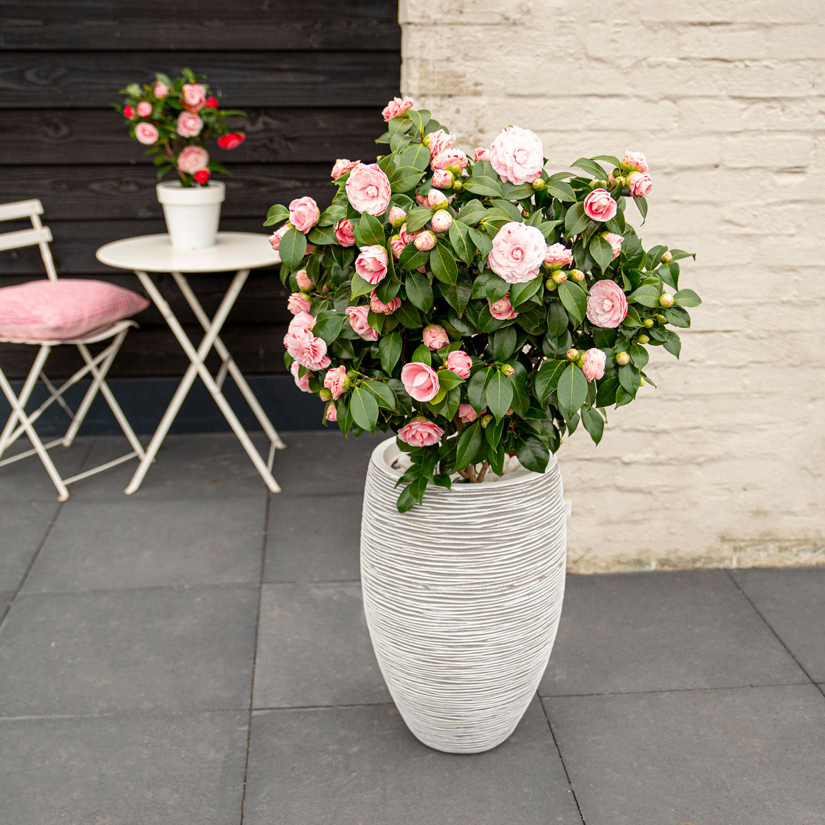 Camelia Camellia japonica 'Bonomiana' pink - Hardy plant