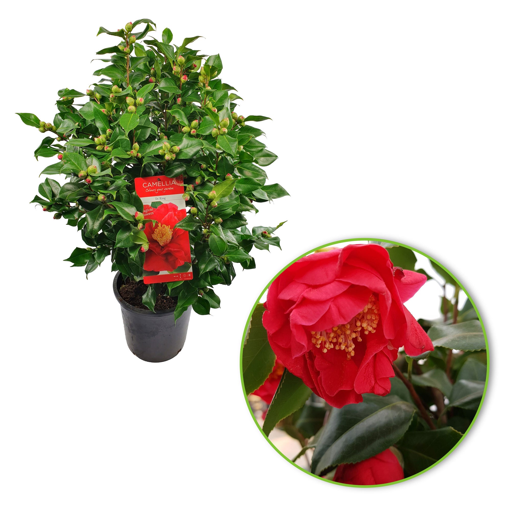 Buy ornamental shrubs now Camelia Camellia japonica 'Dr. King' pink - Hardy  plant