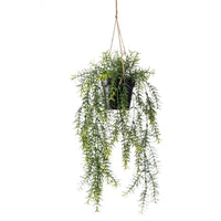 Artificial plant Ornamental asparagus Asparagus incl. black hanging planter