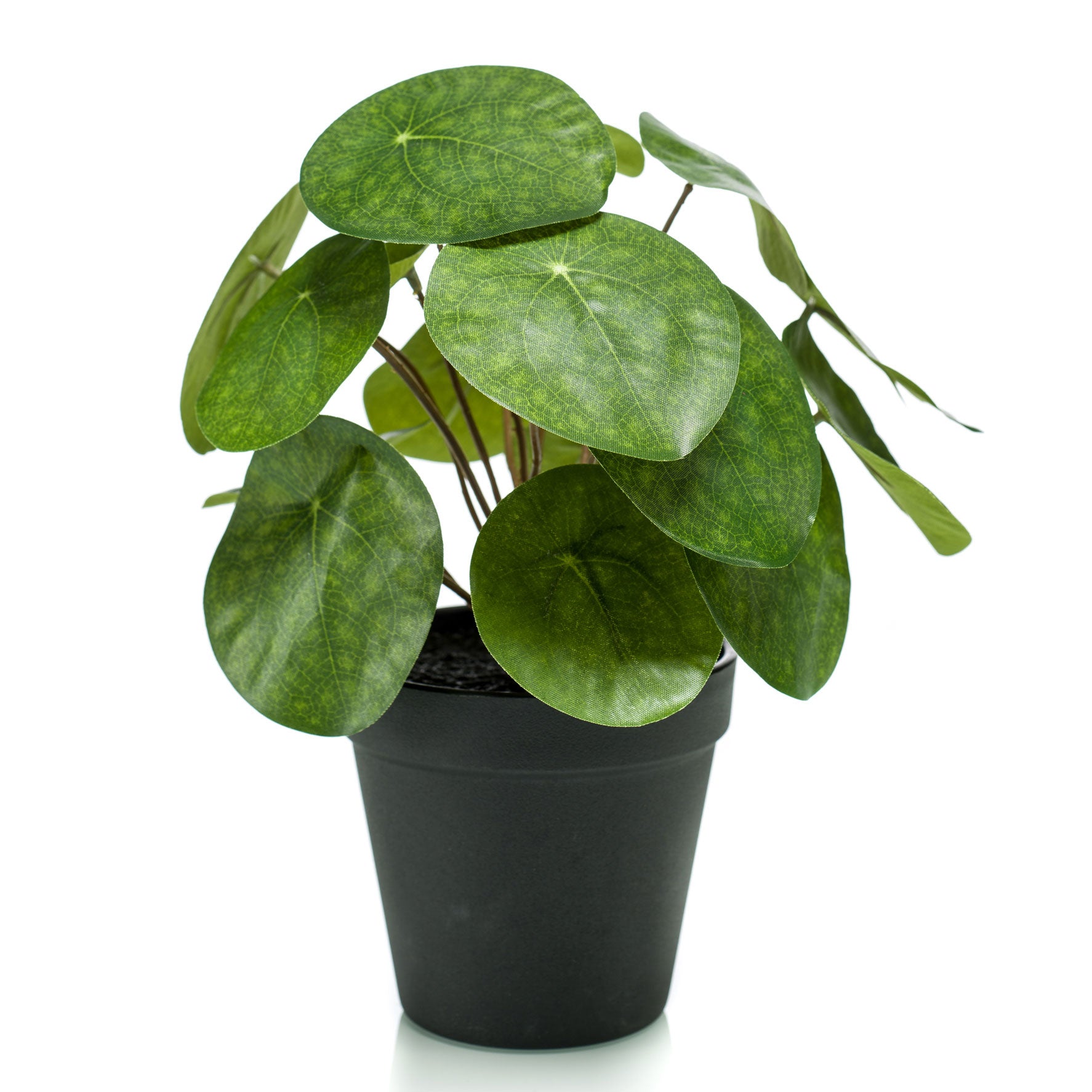 artificial money plant Buy Artificial plant Chinese money plant Pilea incl. decorative black pot